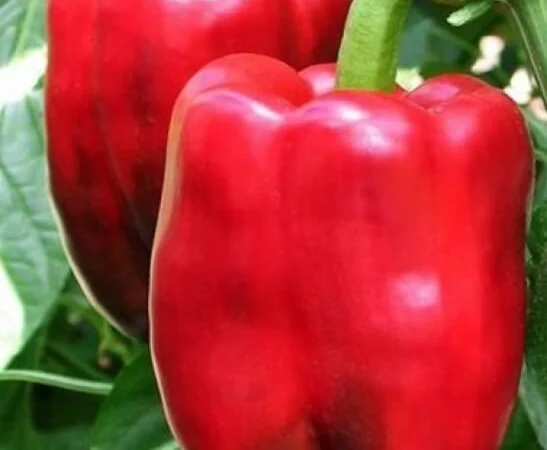 Продам семена кубовидного перца Скривиа F1 - фото № 1