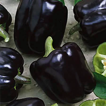 Продам семена Перец Полночь мечты - фото № 1