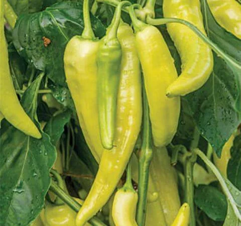 Продам семена Перец острый Венгерский восковой - фото № 1