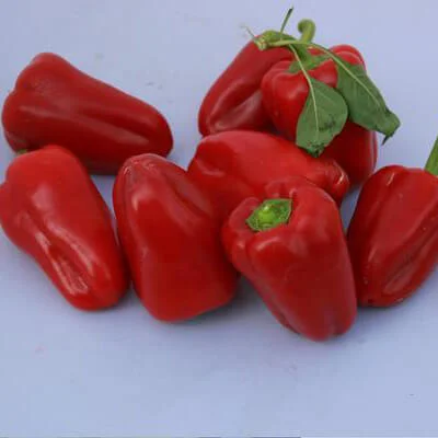 Продам семена Перец Самурай F1 - фото № 1