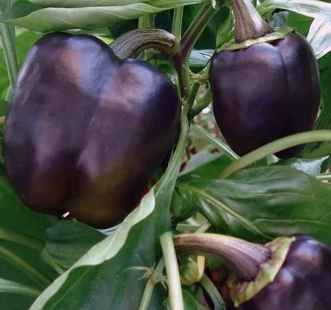 Продам семена Перец Сиреневый колокол - фото № 1