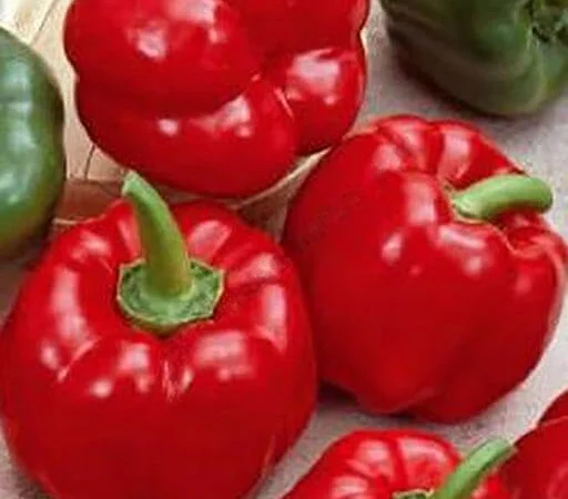 Продам семена Перец Топгриль (ратунда) «Satimex» Германия - фото № 1