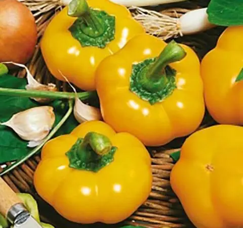 Продам семена Перець Топбой (ратунда) - фото № 1