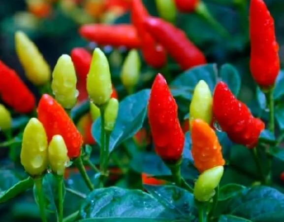 Продам семена острого перца Табаско - фото № 1