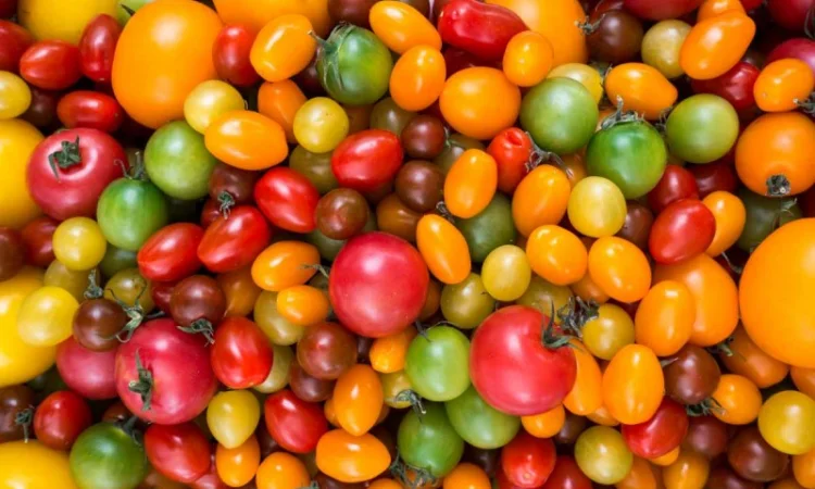 Семена томатов из частной коллекции - фото № 1