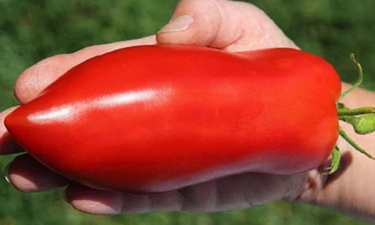 Семена томатов из частной коллекции - фото № 3