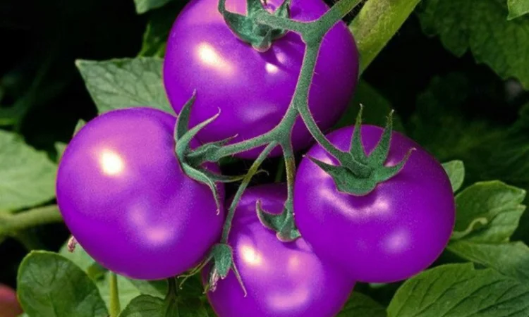 Семена томатов из уникальной коллекции - фото № 5