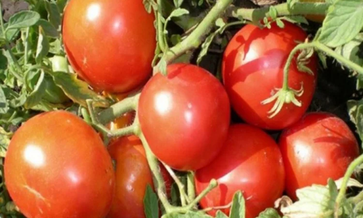 Томаты высокорослые и стелящиеся - фото № 4