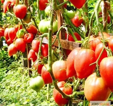 Продам семена Томат Чудо Земли - фото № 1