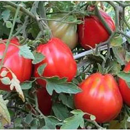 Продам семена Томат 100 Пудов - фото № 1