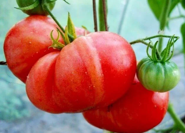 Продам семена Томат Красный гигант - фото № 1