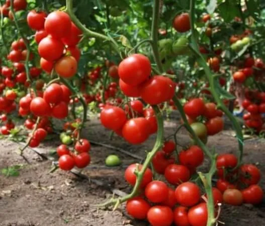 Продам семена Томат Видимо-Невидимо - фото № 1