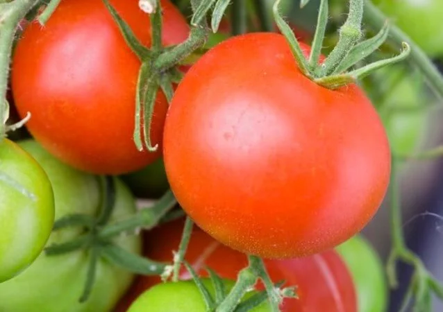 Продам томат Орёл Пустыни - фото № 1