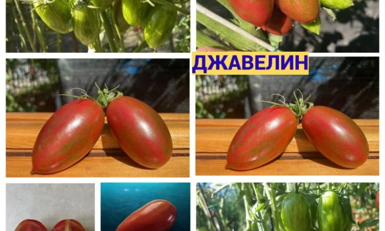 Насіння томатів - фото № 1