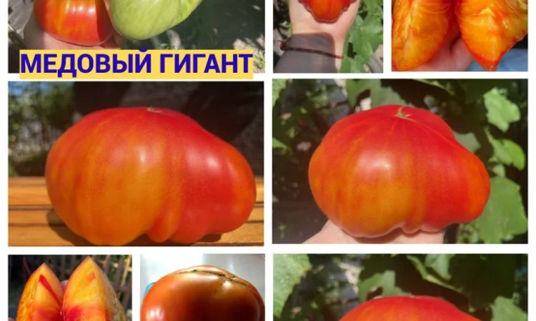 Насіння томатів - фото № 2