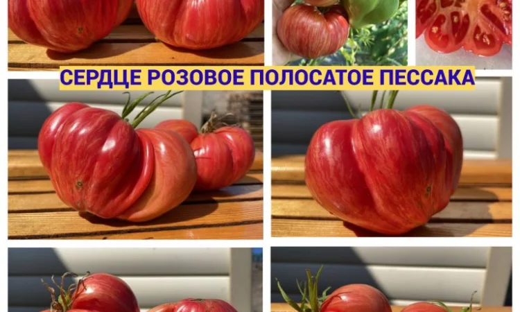 Насіння томатів - фото № 3