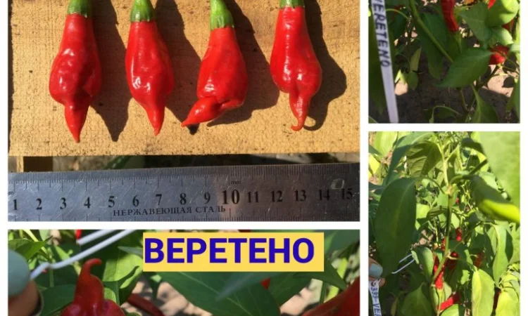 Насіння томатів - фото № 4