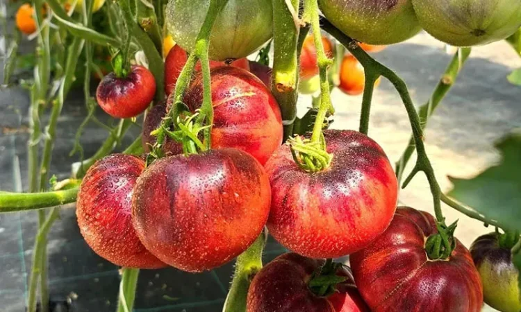 Насіння екзотичних томатів от коллекционера - фото № 1