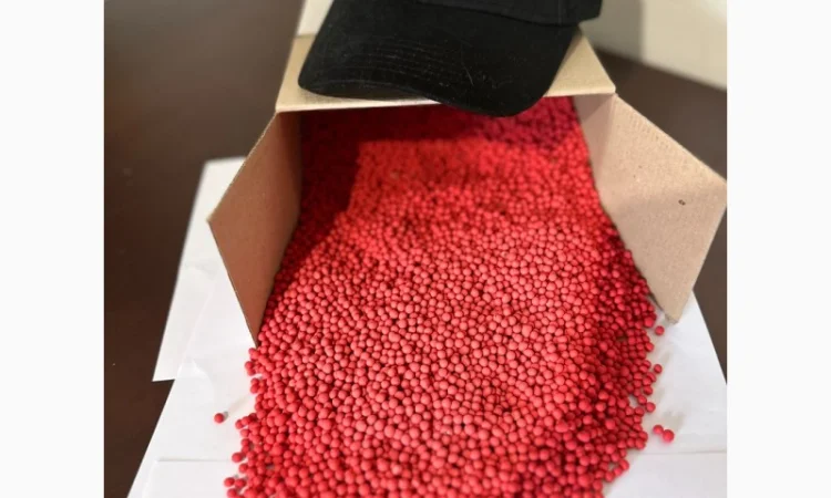 Насіння цукрового буряка АВАЛОН РС (стійкий до гліфосату) - фото № 1