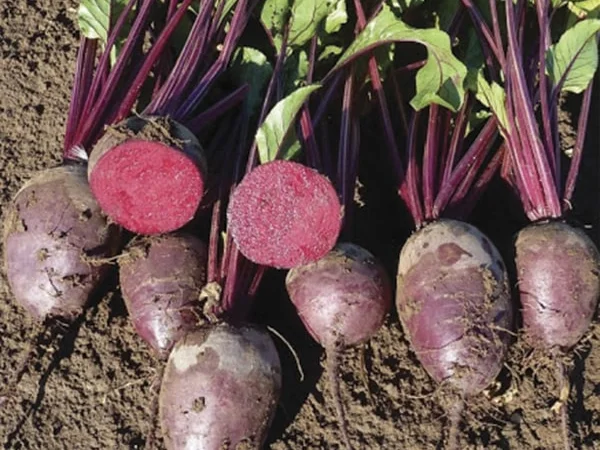 Монті F1 – насіння буряка столового голландської селекції від Rijk Zwaan - фото № 1