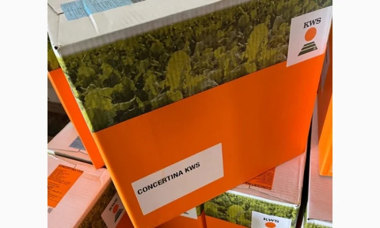 Концертіна КВС – насіння цукрового буряка - фото № 1