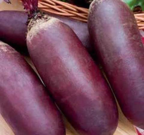 Продам семена Свекла Атаман - фото № 1