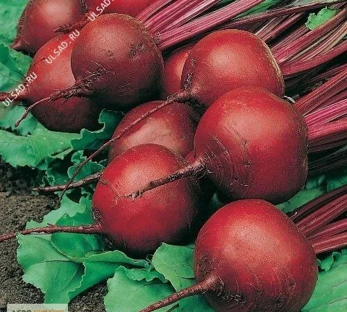 Продам семена Свекла Бордо-237 - фото № 1