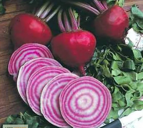 Продам семена Свекла Тонда Ди Кьожжа - фото № 1