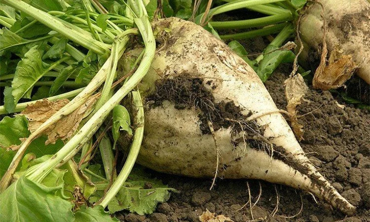 ЦУКРОВИЙ БУРЯК ГІБРИД АВАЛОН РС (стійкий до гліфосату) - фото № 1