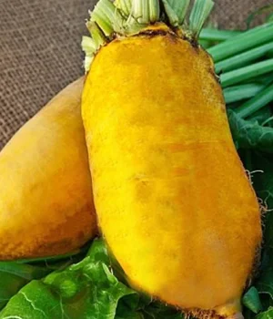 Насіння кормового буряка Урсус Полі - висока врожайність - фото № 1