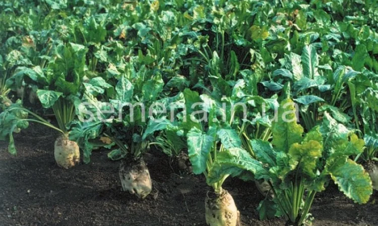 Семена свеклы кормовой Центаур - фото № 1