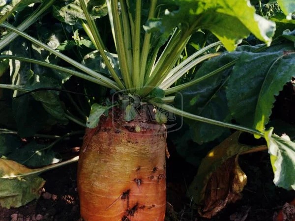 Насіння кормовий буряк Бригадир (Німеччина Оригінал) - фото № 1