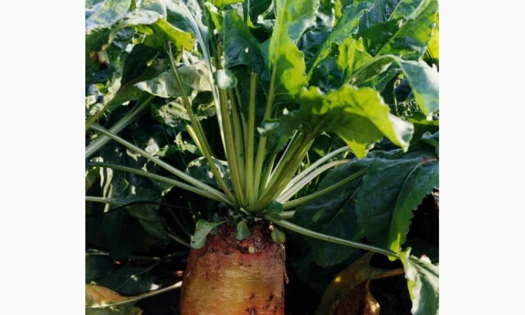 Насіння кормовий буряк Бригадир (Німеччина Оригінал) - фото № 3