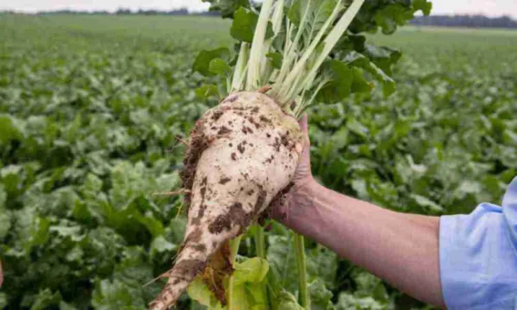 Насіння цукрового буряка гібрид АВАЛОН РС (стійкий до гліфосату) - фото № 1