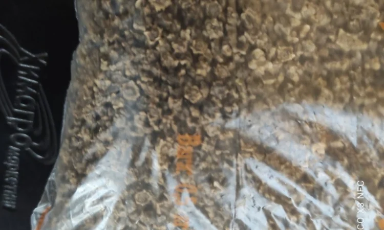 Продам насіння кормового буряка урсус полі - фото № 2