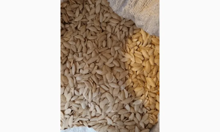 Куплю семечки тыквы всех сортов - фото № 1