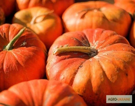 Продам семена Тыква Мускат де Прованс - фото № 1