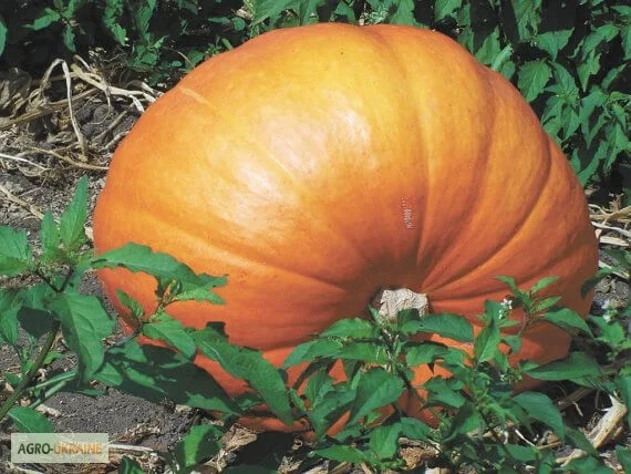 Продам семена Тыква Стофунтовая - фото № 1