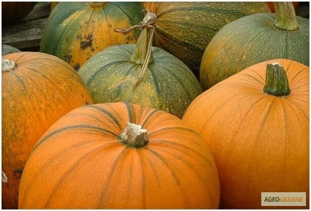 Продам семена Тыква Народная - фото № 1