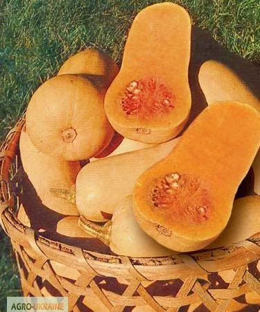 Продам семена Тыква Арабатская - фото № 1