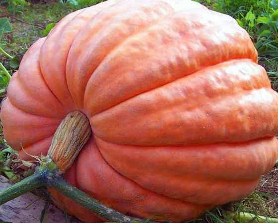 Продам семена Тыква Титан - фото № 1