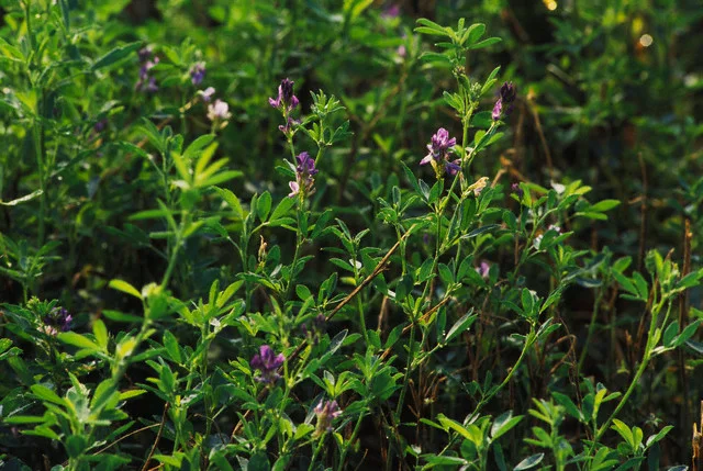 Люпин. Семена люпина могут использоваться как сидерат и для прготовления пищи - фото № 2