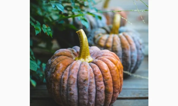 Чириман тыква сладкая (Япония), оригинальные семена - фото № 1