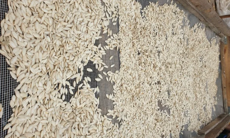 Посадкове гарбузове насіння Турки - фото № 2