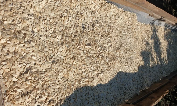 Посадкове гарбузове насіння сорту Український Багатоплідний - фото № 2