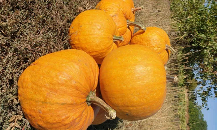 Посадкове гарбузове насіння сорту Український Багатоплідний - фото № 3