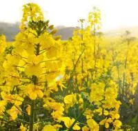 Насіння озимого ріпака під Євро-лайтнінг, Грім, Блекстоун - фото № 1