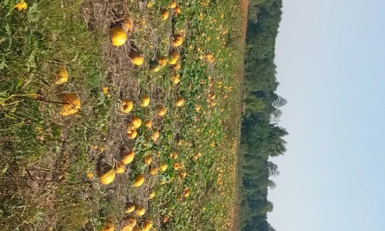 Продам посівмат гарбуза - фото № 1