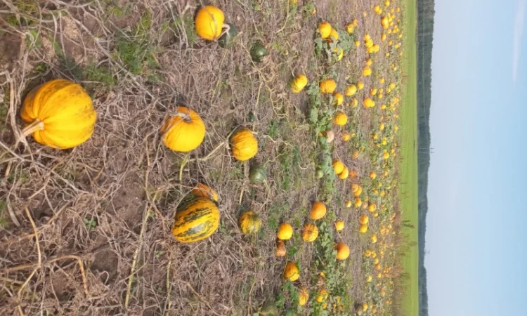 Продам посівмат гарбуза - фото № 2