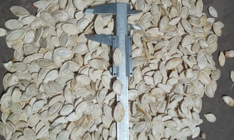 Продам посівмат гарбуза - фото № 3